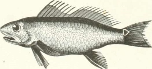 Zoolog&iacute;a. Peces. Los Tres Reinos de la Naturaleza. Tomo 5. L&aacute;mina XLIV. 3