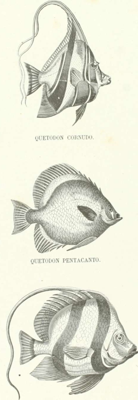 Zoolog&iacute;a. Peces. Los Tres Reinos de la Naturaleza. Tomo 5. L&aacute;mina XLVIII. Quetodon 