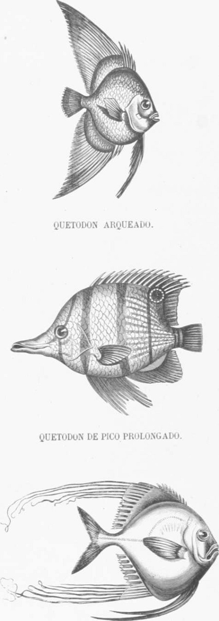 Zoolog&iacute;a. Peces. Los Tres Reinos de la Naturaleza. Tomo 5. L&aacute;mina XLX. Zeo de Largos cabellos.