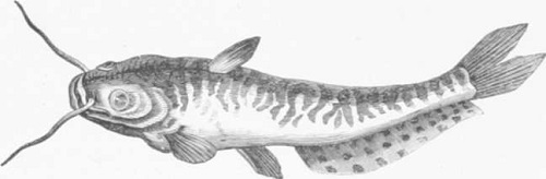 Zoolog&iacute;a. Peces. Los Tres Reinos de la Naturaleza. Tomo 5. L&aacute;mina LVII. 2 siluro chino