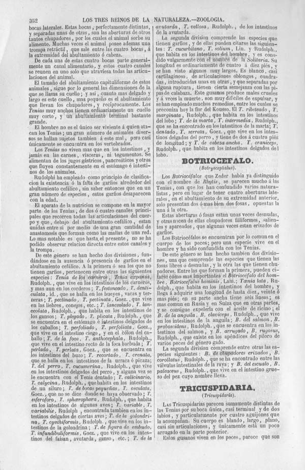 Página 352. Tomo séptimo. Los Tres Reinos de la Naturaleza. Museo Pintoresco. Zoología. Invertebrados. Zoofitos. Gusanos