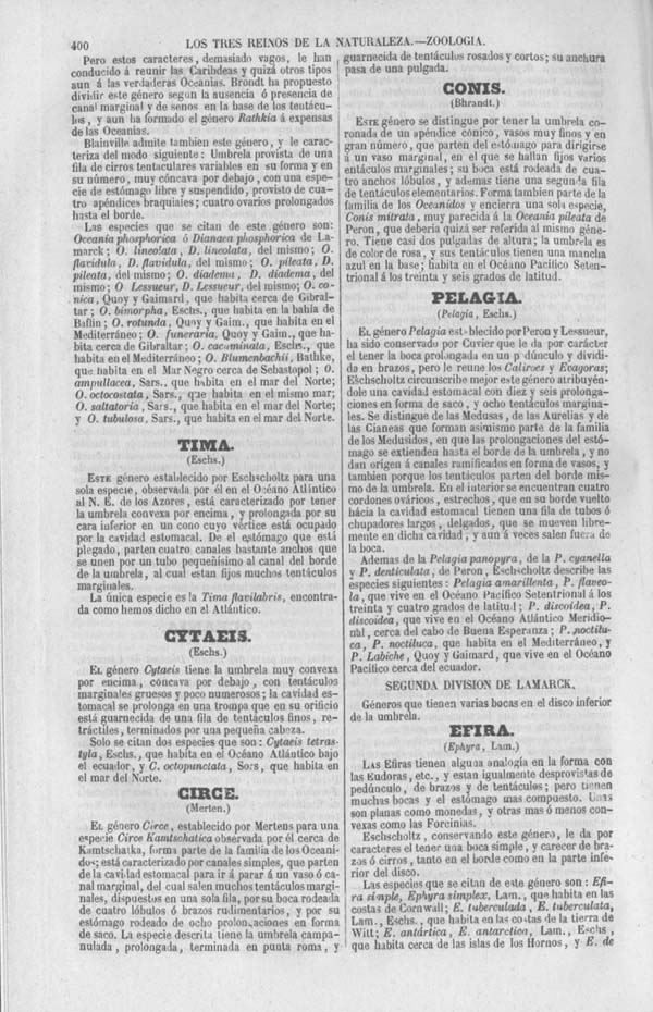 Página 400. Tomo séptimo. Los Tres Reinos de la Naturaleza. Museo Pintoresco. Zoología. Invertebrados. Radiarios.