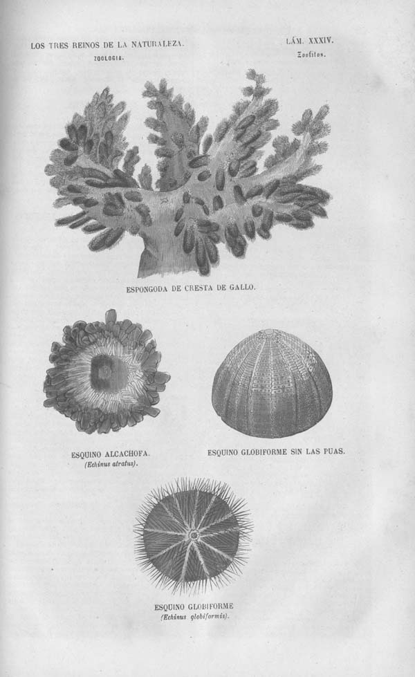 Lámina XXXIV. Tomo séptimo. Los Tres Reinos de la Naturaleza. Museo Pintoresco. Zoología. Invertebrados. Zoofitos.