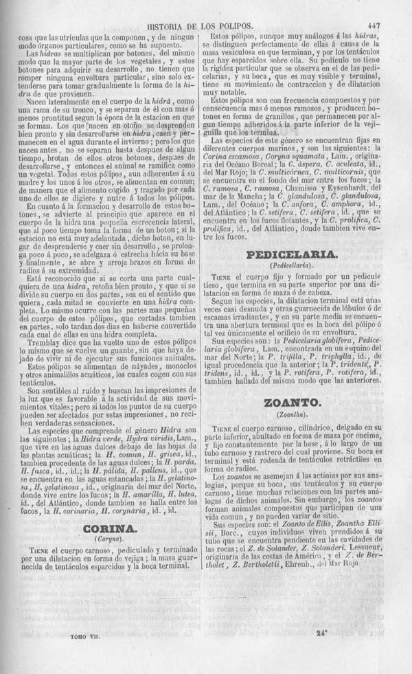 Página 447. Tomo séptimo. Los Tres Reinos de la Naturaleza. Museo Pintoresco. Zoología. Invertebrados. Pólipos.