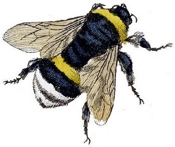 Ilustración antigua de una abeja volando. 01