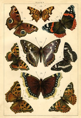 Ilustración antigua de mariposas. 02