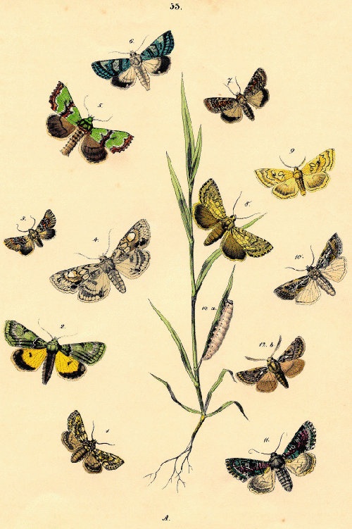 Ilustración antigua de mariposas. 03