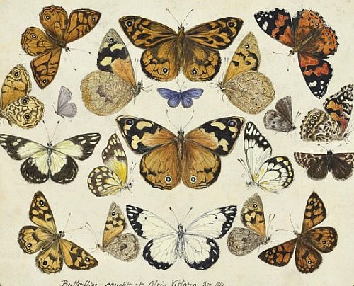 Ilustración antigua de mariposas. 06