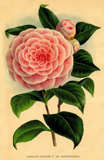 Camelia. Ilustración antigua de flores. 202 Camelia. Ilustración antigua de flores. 202