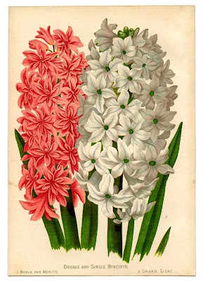 Flores. Ilustración antigua de flores. 204 Flores. Ilustración antigua de flores. 204