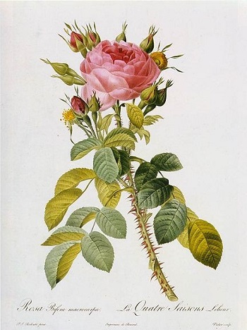 Rosa Bifera macrocarpa. 101 Rosa Bifera macrocarpa. 101