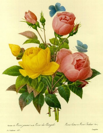 Rosas rojas y amarilla. 105 Rosas rojas y amarilla. 105