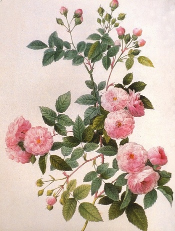 Rosas rosas. 106 Rosas rosas. 106