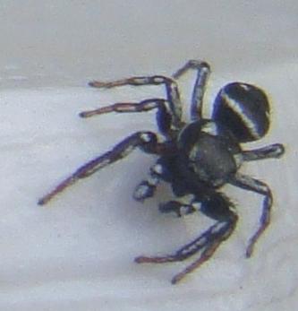 Araña negra con manchas blancas. Arácnidos. Artrópodo. Invertebrado. Al asomarme a la ventana en abril en Zaragoza.