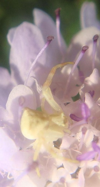 Araña clara sobre flor blanca. Arácnidos. Artrópodo. Invertebrado. Al calor de junio. 2b