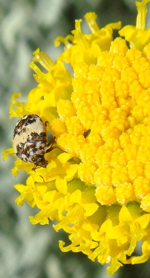 Insecto (posible escarabajo) con camuflaje sobre flores amarillas. Artrópodo. Invertebrado. En Zaragoza. 2