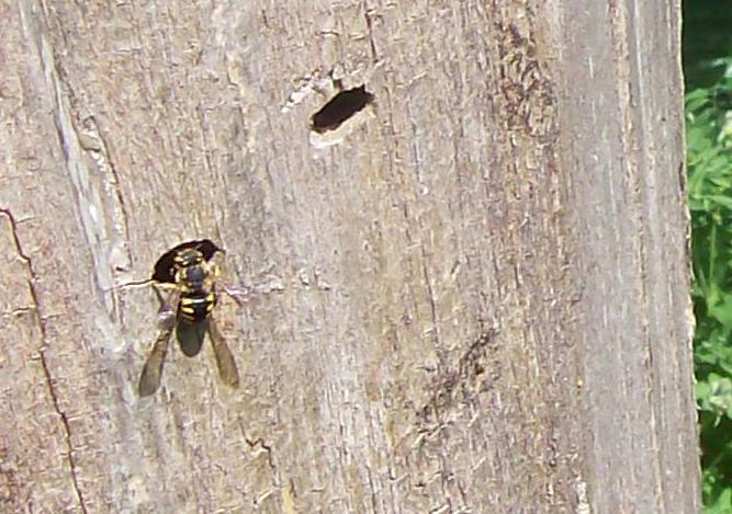 Avispa papelera haciendo su casa dentro de un chopo, insecto común en Aragón. 1