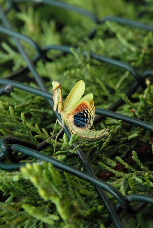 Insecto fotografiado. Posiblemente una mantis, en Huesca. 3