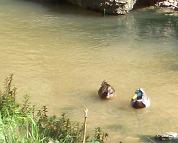Patos en el río Huerva de Zaragoza 2008 1