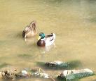Patos en el río Huerva de Zaragoza 2008 2
