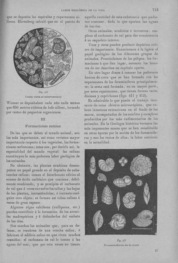 Página 713. Tomo I. Geología. Tratado XI. Labor geológica de los seres vivos.