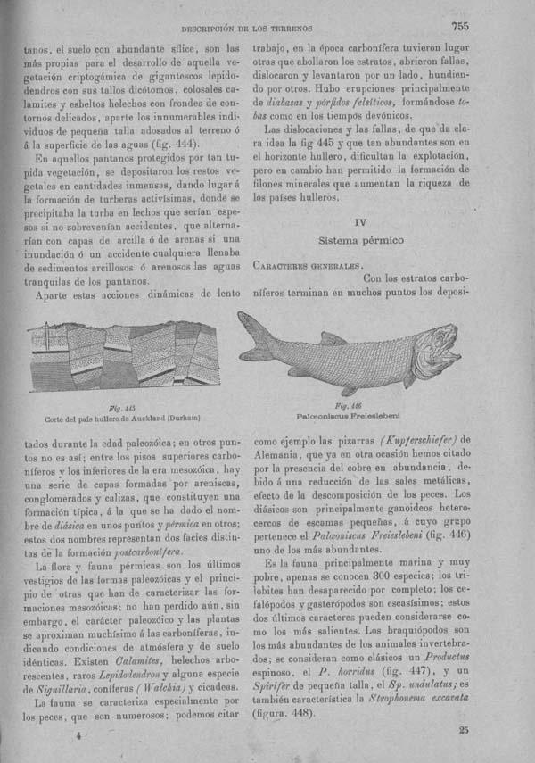 Página 755. Tomo I. Geología. Tratado XII. Geología Histórica. Descripción de los terrenos y fósiles característicos.