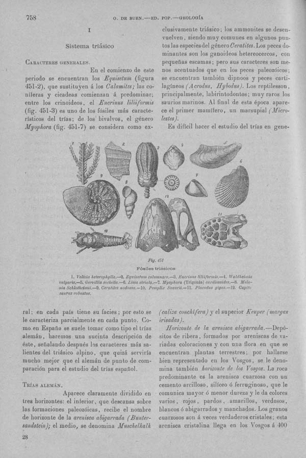 Página 758. Tomo I. Geología. Tratado XII. Geología Histórica. Descripción de los terrenos y fósiles característicos.