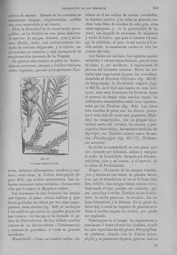 Página 759. Tomo I. Geología. Tratado XII. Geología Histórica. Descripción de los terrenos y fósiles característicos.
