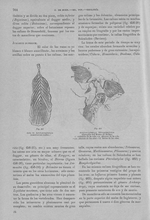 Página 764. Tomo I. Geología. Tratado XII. Geología Histórica. Descripción de los terrenos y fósiles característicos.
