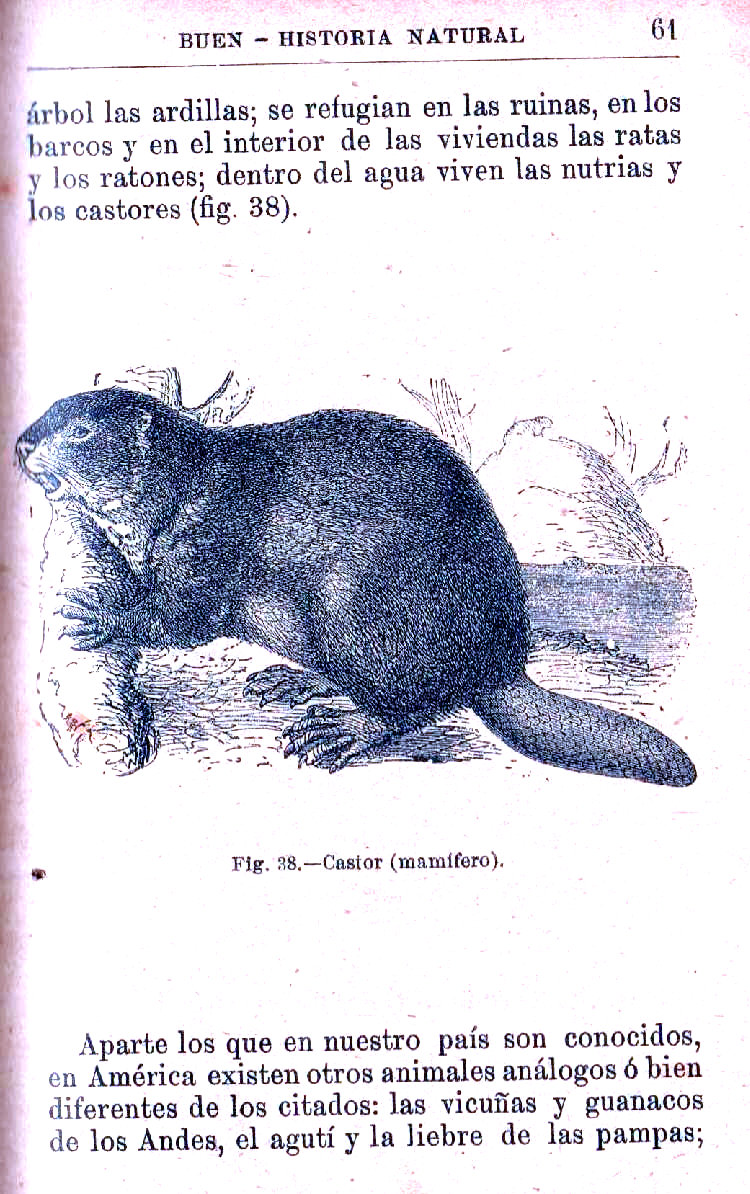 Página 61. Manual Soler 2, de Historia Natural por Odón de Buen.