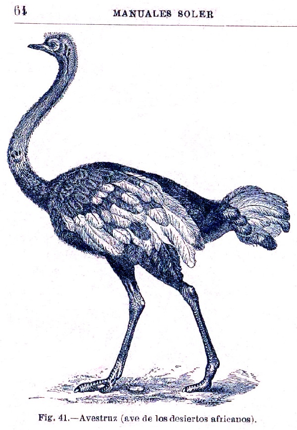 Página 64. Manual Soler 2, de Historia Natural por Odón de Buen.