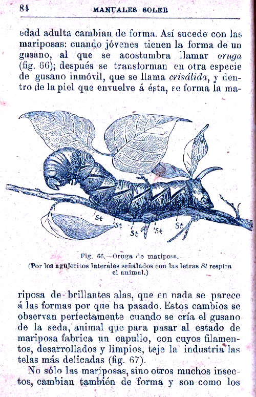 Página 84. Manual Soler 2, de Historia Natural por Odón de Buen.