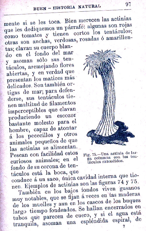 Página 97. Manual Soler 2, de Historia Natural por Odón de Buen.